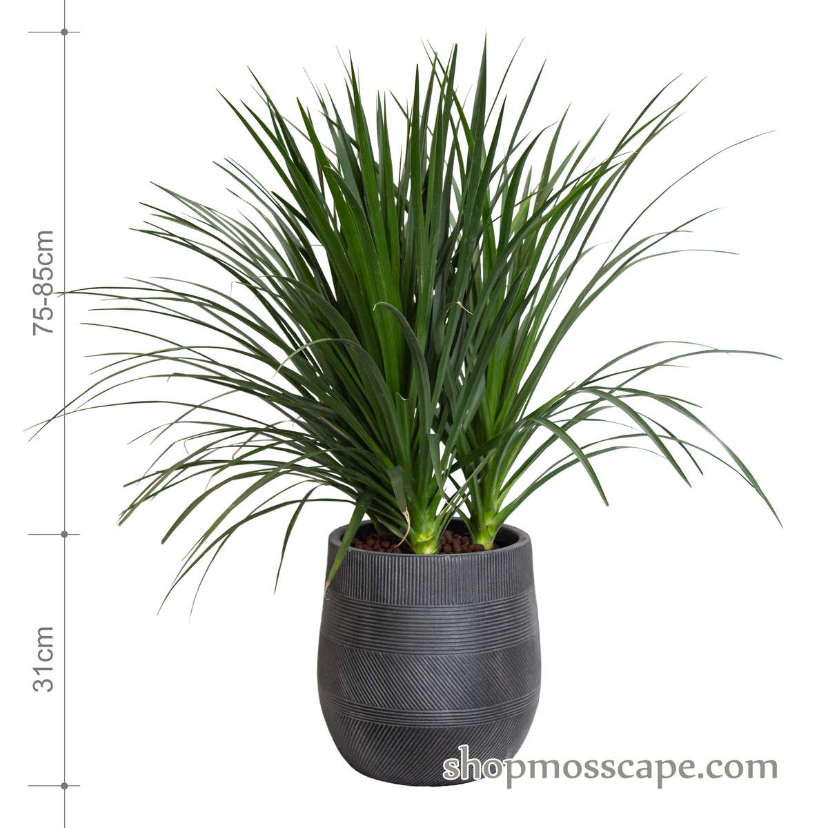 dracaena cambodiana Dracaena cambodiana in varying strips collection LC14526 (M)