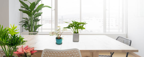 POTS & PLANTS
