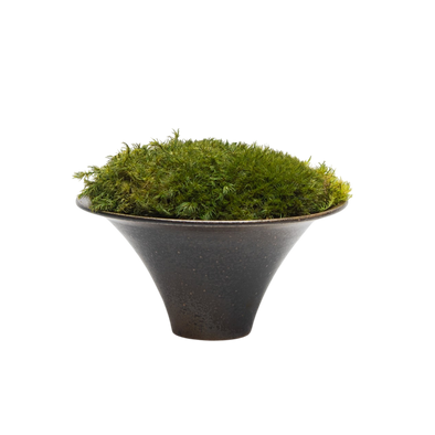 Preserved Moss | Preserved Plants (5803 w/ M)