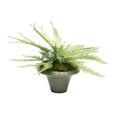 Preserved Mountain Fern | Preserved Plants (9802 w/ MF)