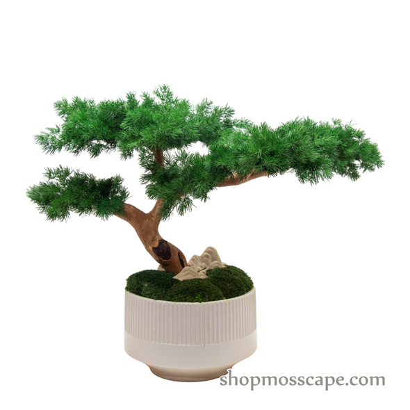 Bonsai-scape (5-017 w/ MF)