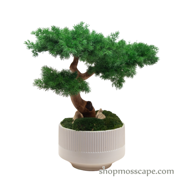 Bonsai-scape (5-017 w/ MF)