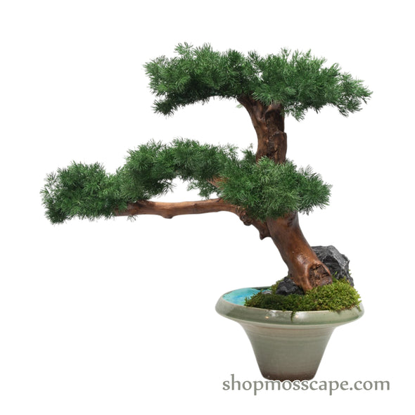 Starlit Tranquility | Bonsai-scape (6801 w/ MF)