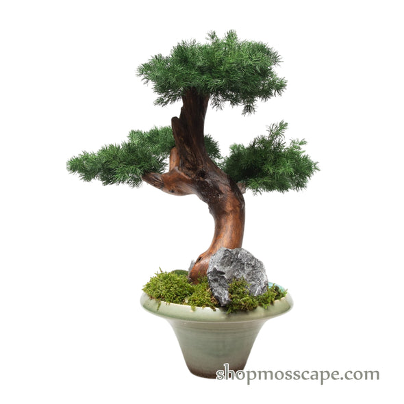 Starlit Tranquility | Bonsai-scape (6801 w/ MF)