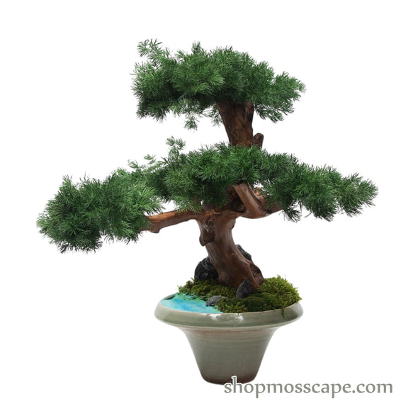 Starlit Tranquility | Bonsai-scape (6801 w/ MF)