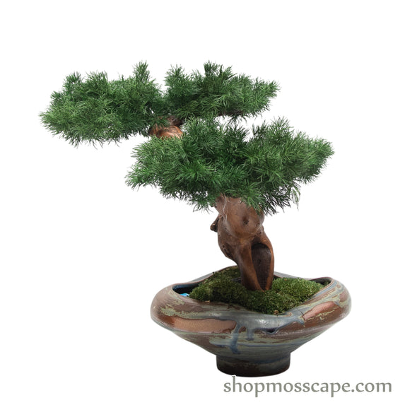 Moonshadow Grove | Bonsai-scape (5806 w/ MF)