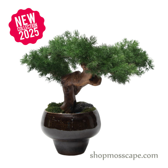 Twin Trunk Serenity Bonsai | Bonsai-scape (3802 w/ MF)