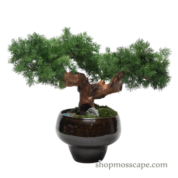 Twin Trunk Serenity Bonsai | Bonsai-scape (3802 w/ MF)