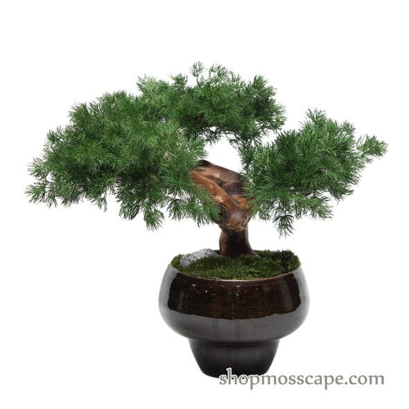 Twin Trunk Serenity Bonsai | Bonsai-scape (3802 w/ MF)