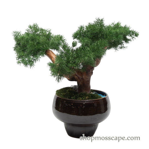 Twin Trunk Serenity Bonsai | Bonsai-scape (3802 w/ MF)