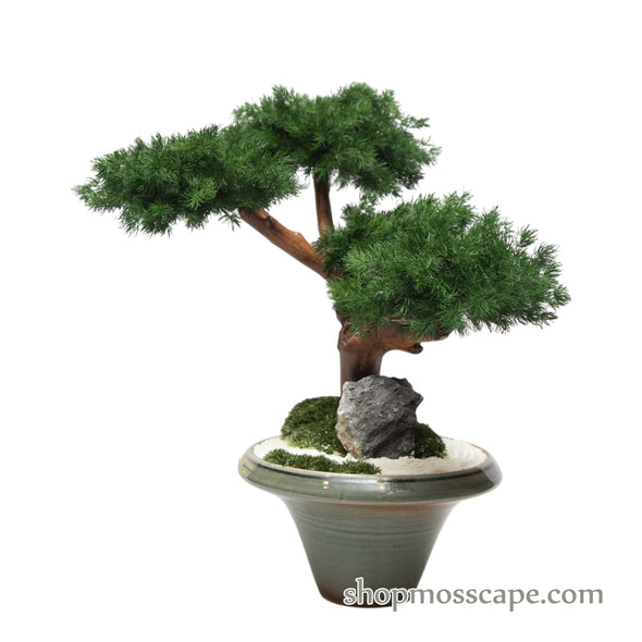 Golden Horizon Bonsai | BS (6807 w/ MF)