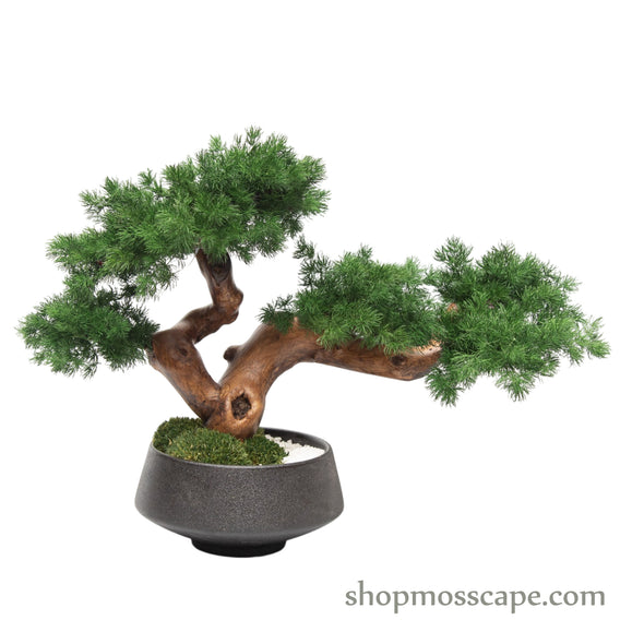 Whispering Wind | Bonsai-scape (5807 w/ MF)