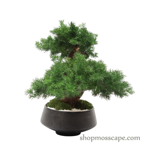 Whispering Wind | Bonsai-scape (5807 w/ MF)