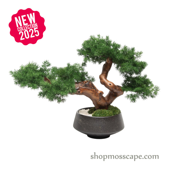 Whispering Wind | Bonsai-scape (5807 w/ MF)