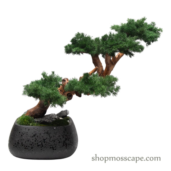ZenFlow Juniper Cascade Bonsai | Bonsai-scape (7804 w/ MF)