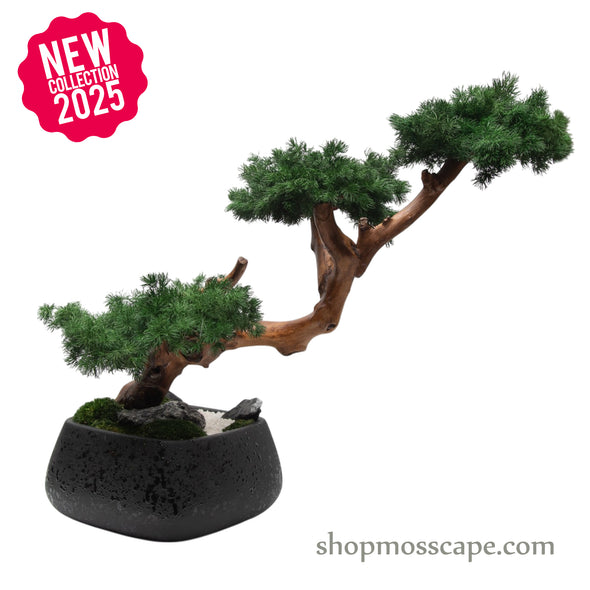 ZenFlow Juniper Cascade Bonsai | Bonsai-scape (7804 w/ MF)
