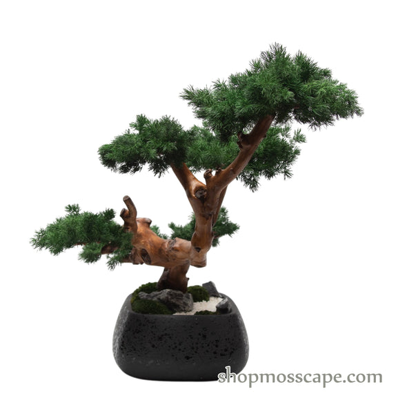 ZenFlow Juniper Cascade Bonsai | Bonsai-scape (7804 w/ MF)