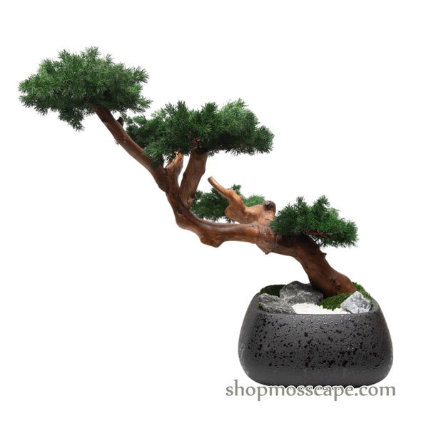 ZenFlow Juniper Cascade Bonsai | Bonsai-scape (7804 w/ MF)