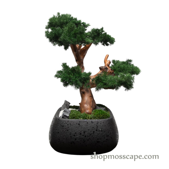 ZenFlow Juniper Cascade Bonsai | Bonsai-scape (7804 w/ MF)