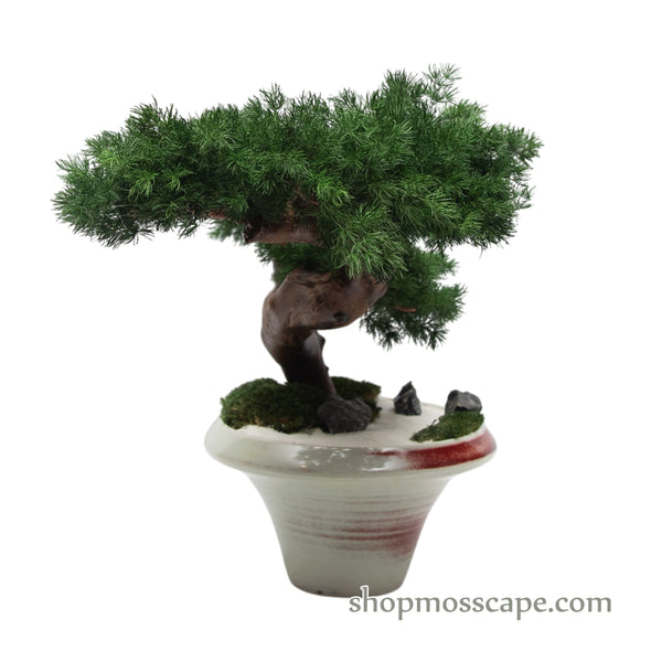 Ember Grace | Bonsai-scape (5802 w/ MF)