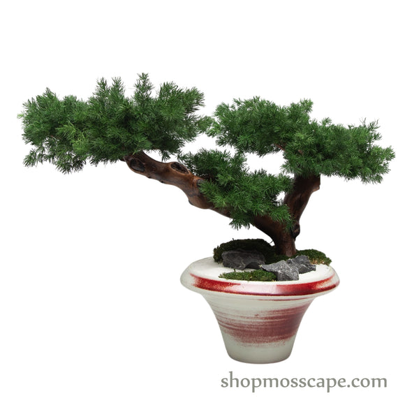 Ember Grace | Bonsai-scape (5802 w/ MF)