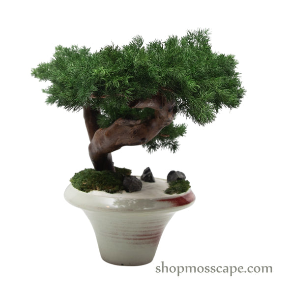 Ember Grace | Bonsai-scape (5802 w/ MF)