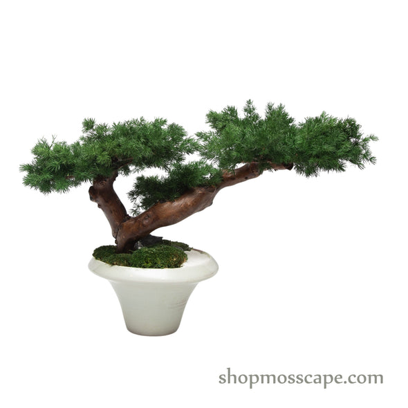 Ember Grace | Bonsai-scape (5802 w/ MF)
