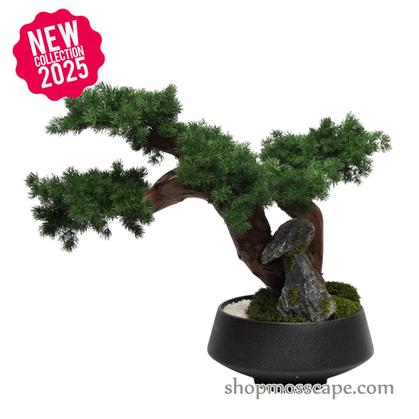 Midnight Zen Bonsai | Bonsai-scape (7801 w/ MF)