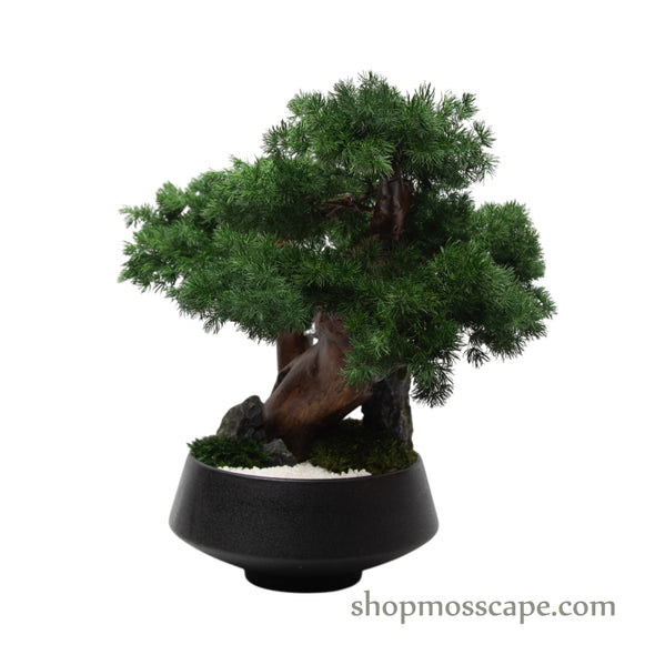 Midnight Zen Bonsai | Bonsai-scape (7801 w/ MF)