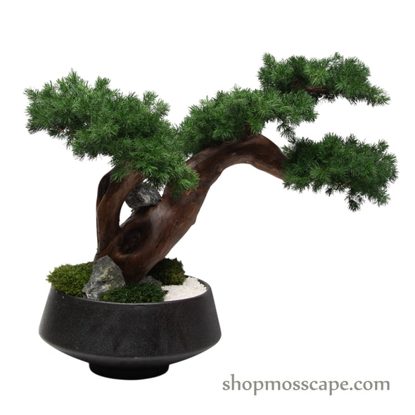 Midnight Zen Bonsai | Bonsai-scape (7801 w/ MF)