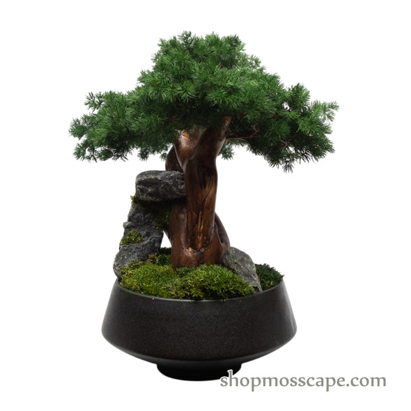 Midnight Zen Bonsai | Bonsai-scape (7801 w/ MF)