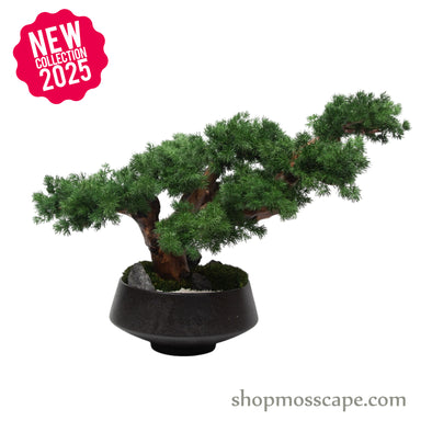 Midnight Zen Bonsai II | Bonsai-scape (7802 w/ MF)