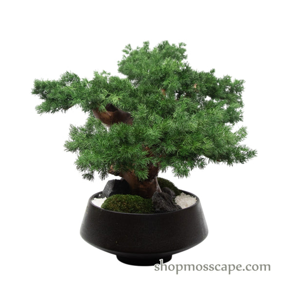 Midnight Zen Bonsai II | Bonsai-scape (7802 w/ MF)