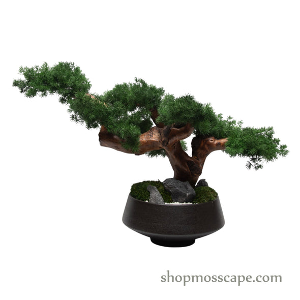 Midnight Zen Bonsai II | Bonsai-scape (7802 w/ MF)
