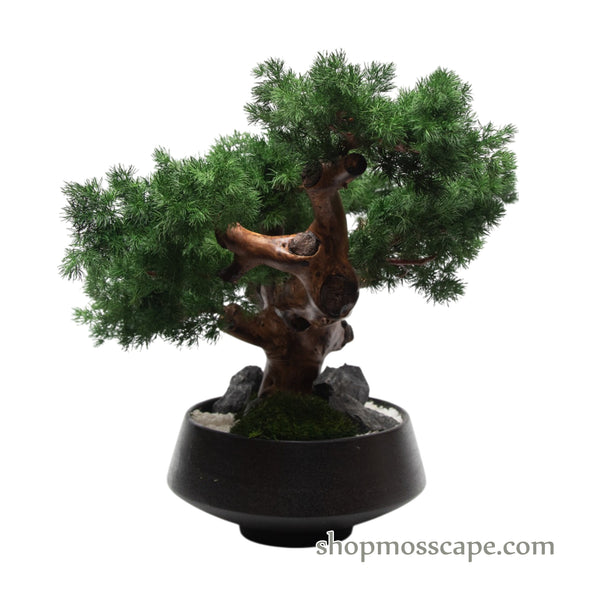 Midnight Zen Bonsai II | Bonsai-scape (7802 w/ MF)