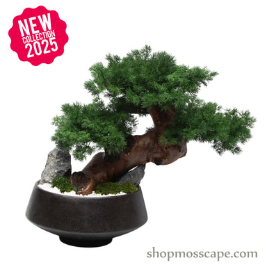 Midnight Zen Bonsai III | Bonsai-scape (7803 w/ MF)