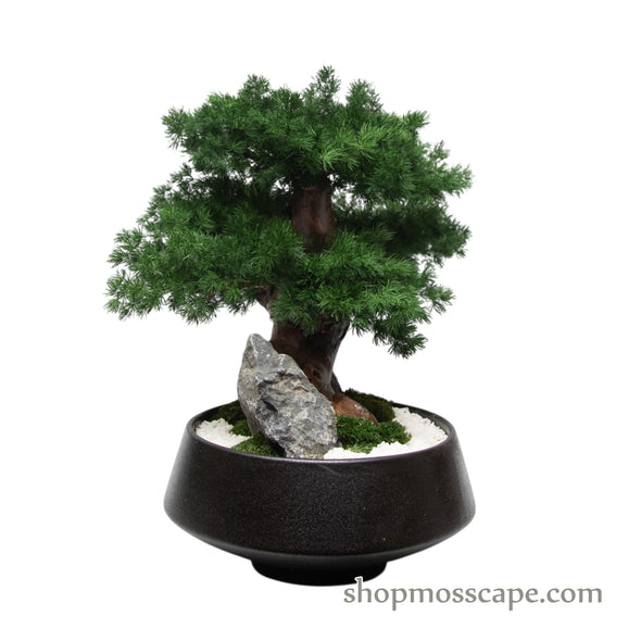 Midnight Zen Bonsai III | Bonsai-scape (7803 w/ MF)