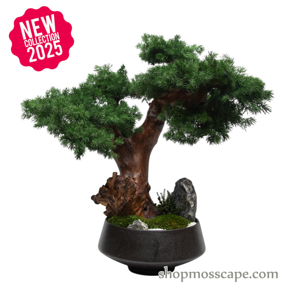 Twisting Silence | Bonsai-scape (8802 w/ MF)