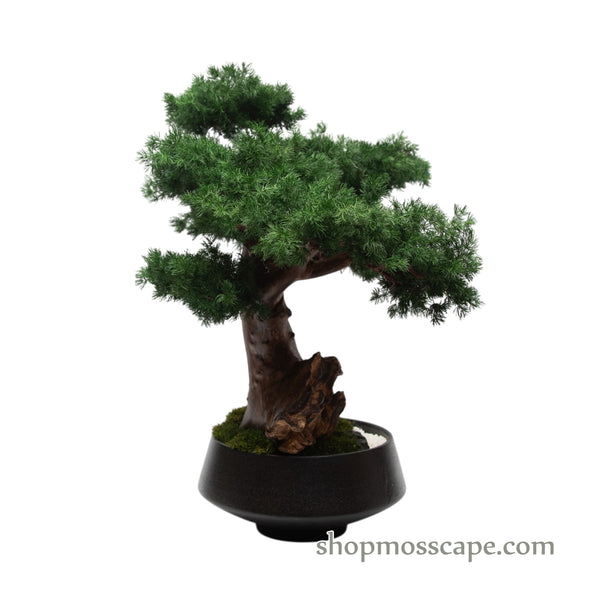 Twisting Silence | Bonsai-scape (8802 w/ MF)