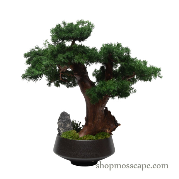 Twisting Silence | Bonsai-scape (8802 w/ MF)