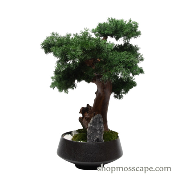 Twisting Silence | Bonsai-scape (8802 w/ MF)