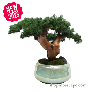 Serenity Pine Bonsai | Bonsai-scape (5808 w/ MF)