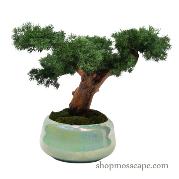 Serenity Pine Bonsai | Bonsai-scape (5808 w/ MF)