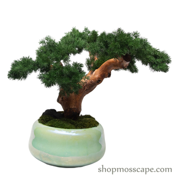 Serenity Pine Bonsai | Bonsai-scape (5808 w/ MF)
