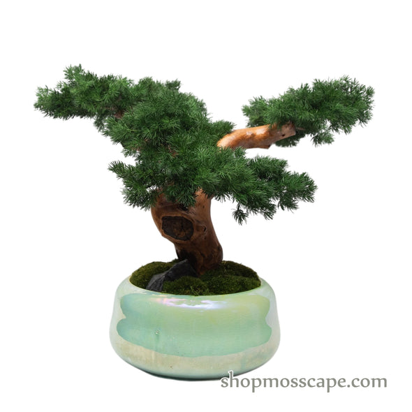 Serenity Pine Bonsai | Bonsai-scape (5808 w/ MF)