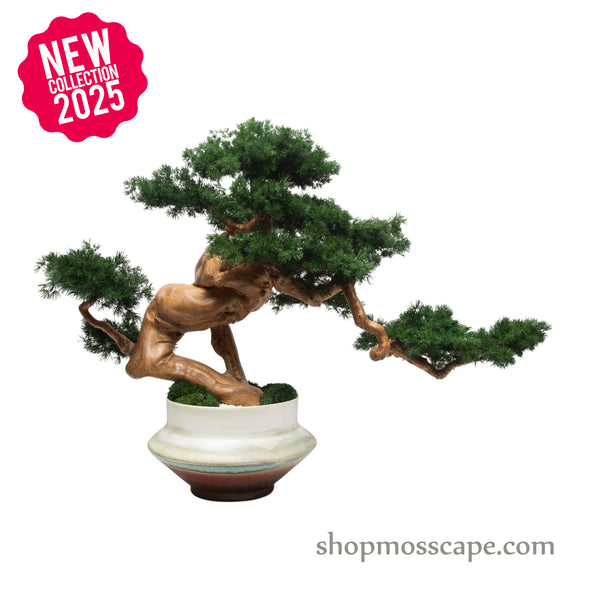 Silent Embrace | Bonsai-scape (9801 w/ MF)