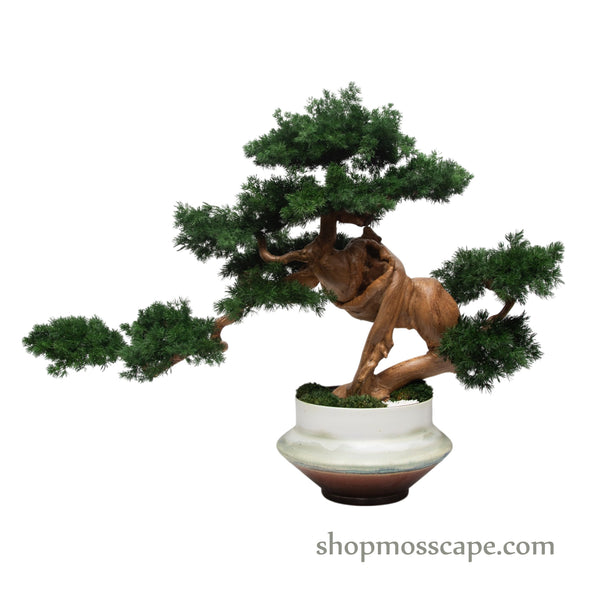 Silent Embrace | Bonsai-scape (9801 w/ MF)