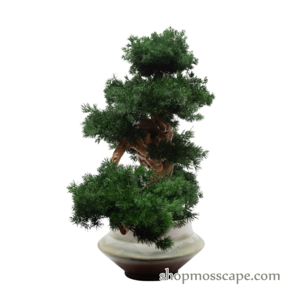 Silent Embrace | Bonsai-scape (9801 w/ MF)