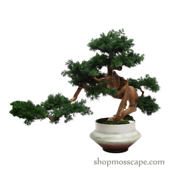 Silent Embrace | Bonsai-scape (9801 w/ MF)