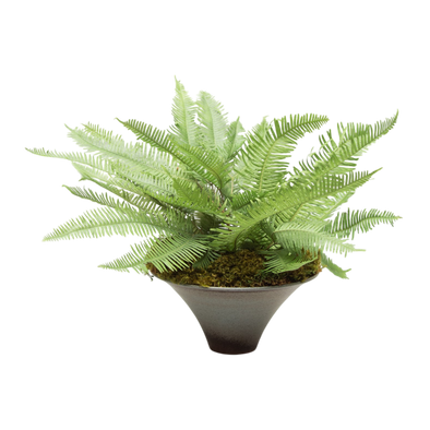 Preserved Mountain Fern | Preserved Plants (1381 w/ MF)